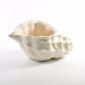 vit inredning present art craft porslin conch shell small picture